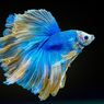 5 Jenis Ikan Cupang yang Cantik dan Unik