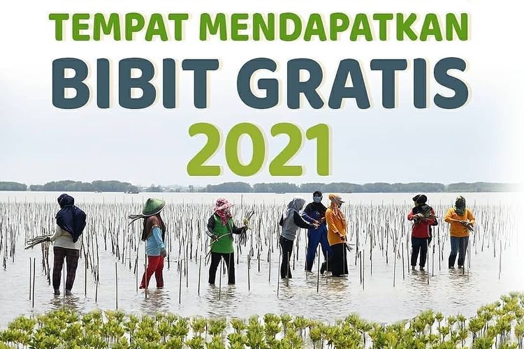 bibit gratis KLHK