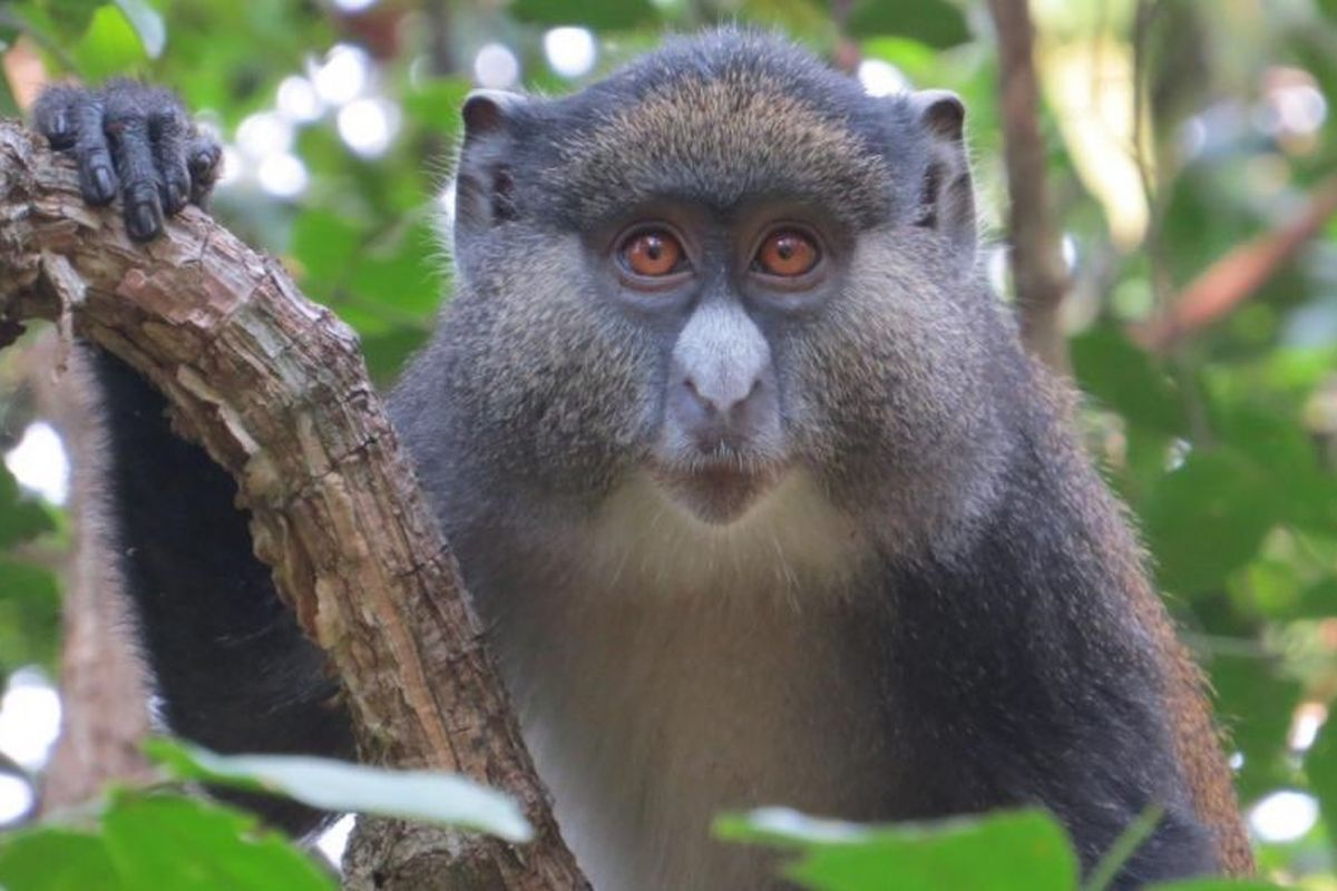 Jimmy adalah monyet jantan hibrida yang diteliti Dr. Kate Detwiler di Gombe National Park, Tanzania. 