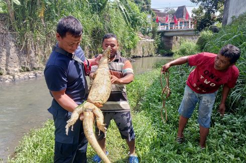 Biawak Besar Kerap Mangsa Ayam dan Masuk Pemukiman, Damkar Turun Tangan