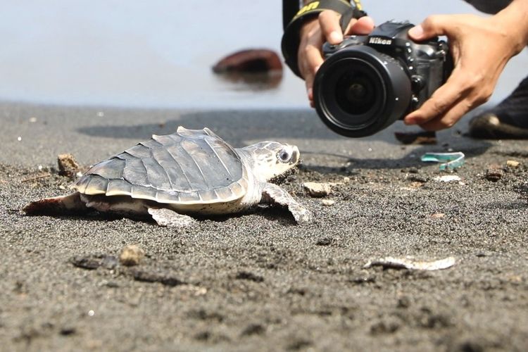 tukik jenis sisik dan lekang dilepasliarkan di Pantai Mapak Indah, Kota Mataram, Rabu (13/7/2022) oleh masyarakat pencinta penyu. Masih ada masalah sampah plastik yang menganggu berkembangnya habitat ini.