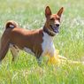 Studi Mengungkap Faktor yang Mempengaruhi Umur Anjing 