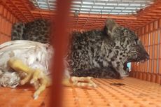 Seekor Macan Tutul Terjebak di Peternakan Ayam Selabintana Sukabumi