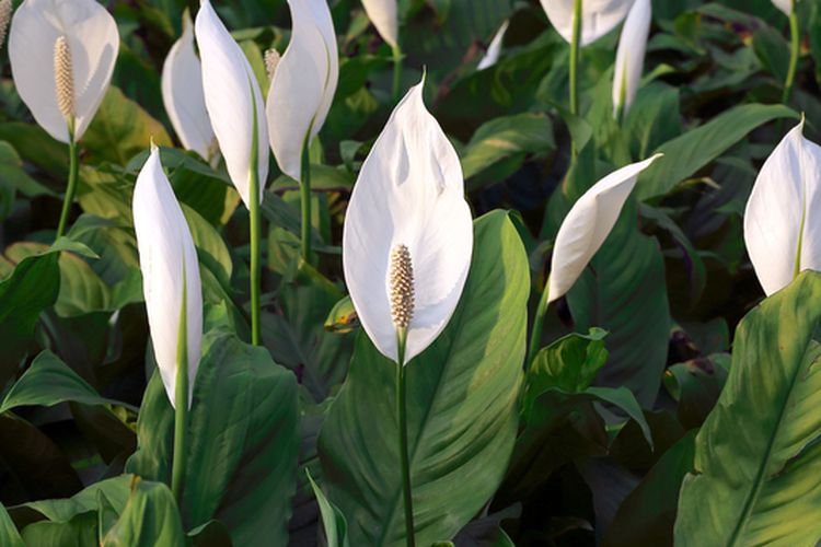 Ilustrasi tanaman peace lily. 