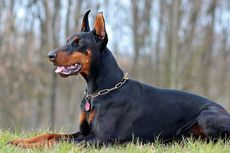 7 Ras Anjing Berwarna Hitam dan Coklat Tua, Ada Doberman dan Chihuahua