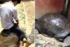 Turis Tunggangi Kura-kura Raksasa, Penjaga Taman Safari China Dipecat