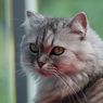 Brigjen NA Ternyata Sudah Tembaki Ratusan Kucing, Pengamat: Kebijakan Seharusnya Sampai Pemecatan