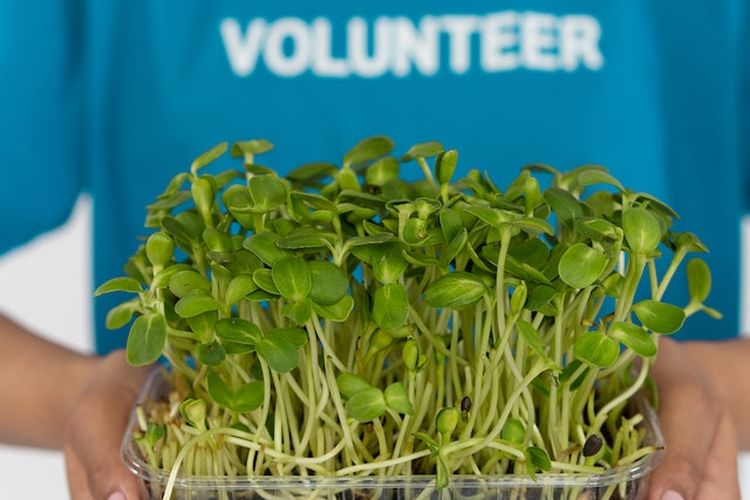 Ilustrasi budidaya microgreen