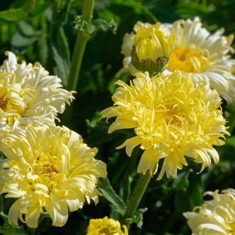Ilustrasi bunga shasta daisy kuning.