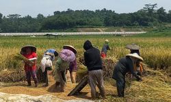 DJBC Catat Tak Ada Impor Beras dan Jagung, Kinerja Bea Masuk Turun 5,1 Persen