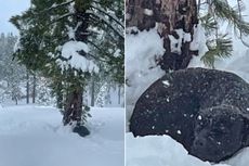 Hilang 4 Bulan, Anjing Ini Ditemukan Tertutup Salju dan Bertemu Pemiliknya Lagi