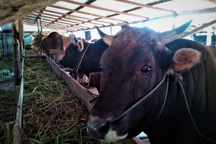 Sapi yang dipelihara di Desa Janggan Kabupaten Magetan untuk korban tidak terpengaruh penyakit mulut dan kuku yang merebak. Harga jual sapi kurban yang dipasarkan ke wilayah Jawa Barat masih berkisar Rp 30 juta rupiah.