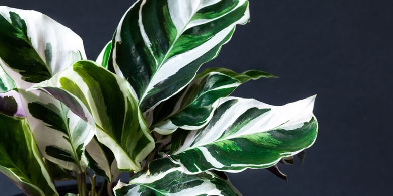 Cara Merawat Tanaman Hias Calathea White Fusion Si Cantik Bercorak Daun Putih Hijau Dan Ungu Portal Probolinggo