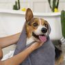 Penyebab Kulit Kering pada Anjing dan Cara Mengatasinya