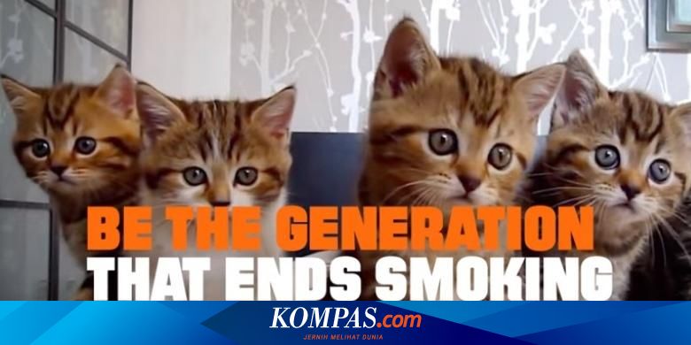 Video Kucing Lucu Ini Untuk Kampanye Antirokok