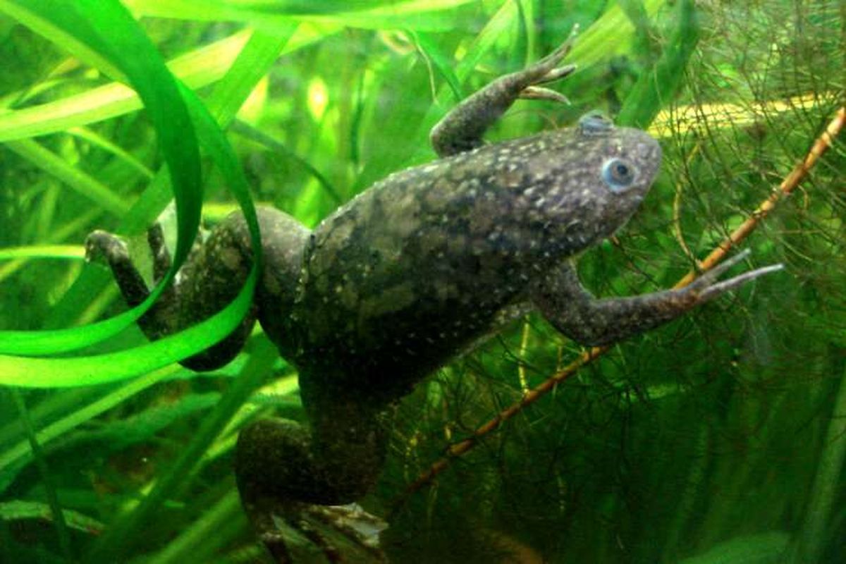 Kaki katak yang ditumbuhkan kembali bisa berfungsi dengan normal 