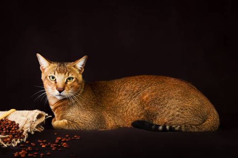 6 Ras Kucing Mesir dengan Penampilan Liar dan Eksotis