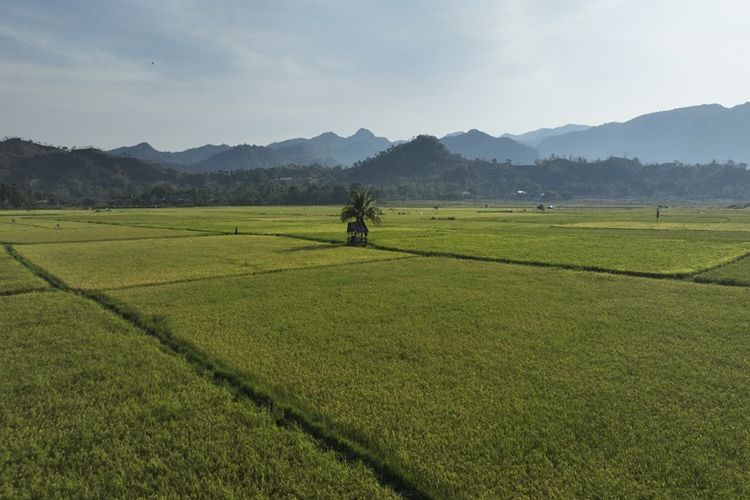Komoditas tanaman padi ditanam warga di lahan sawah seluas 1.000 ha. Potensi panen padi di Desa Nepo mencapai 6.000 ton hingga 8.000 ton per tahun. 
