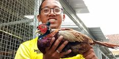 Kisah Khoerul, Jebolan UGM yang Kembangkan Bisnis Ayam Hias Beromzet Ratusan Juta Rupiah