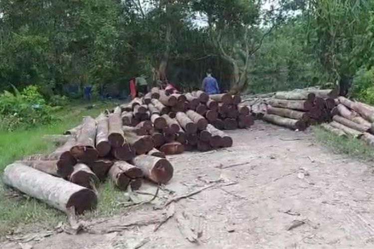 Tim Ditreskrimsus Polda Riau saat menemukan kayu-kayu yang dirambah dari kawasan Giam Siak Kecil di Kabupaten Bengkalis, Riau, Selasa (16/11/2021).