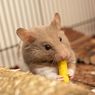 Panduan Lengkap Makanan Hamster, Ini yang Boleh dan Harus Dihindari