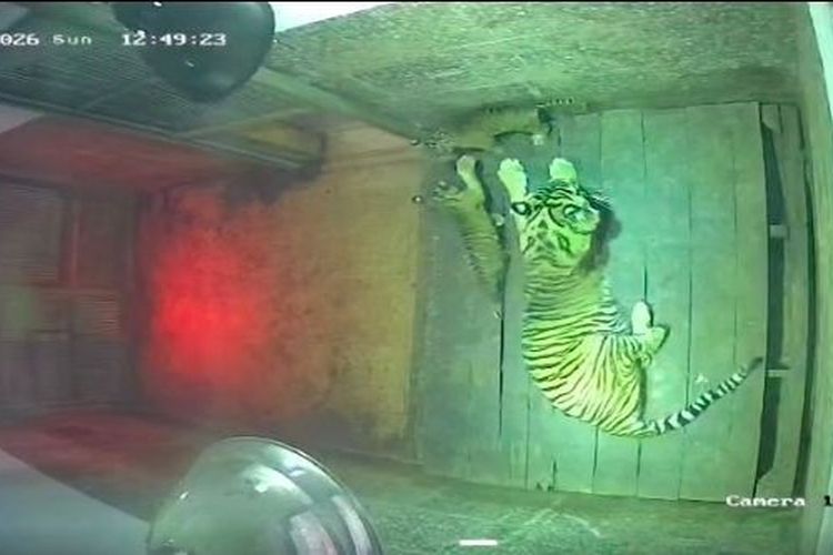 2 Anak Harimau Sumatera Lahir di Taman Satwa Lembah Hijau Lampung