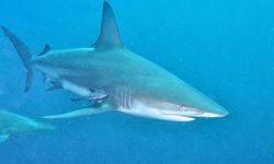 Peneliti Kaitkan Naiknya Kasus Gigitan Hiu dengan Perubahan Iklim