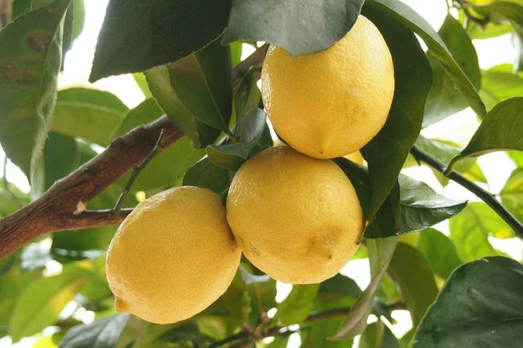Ilustrasi tanaman lemon