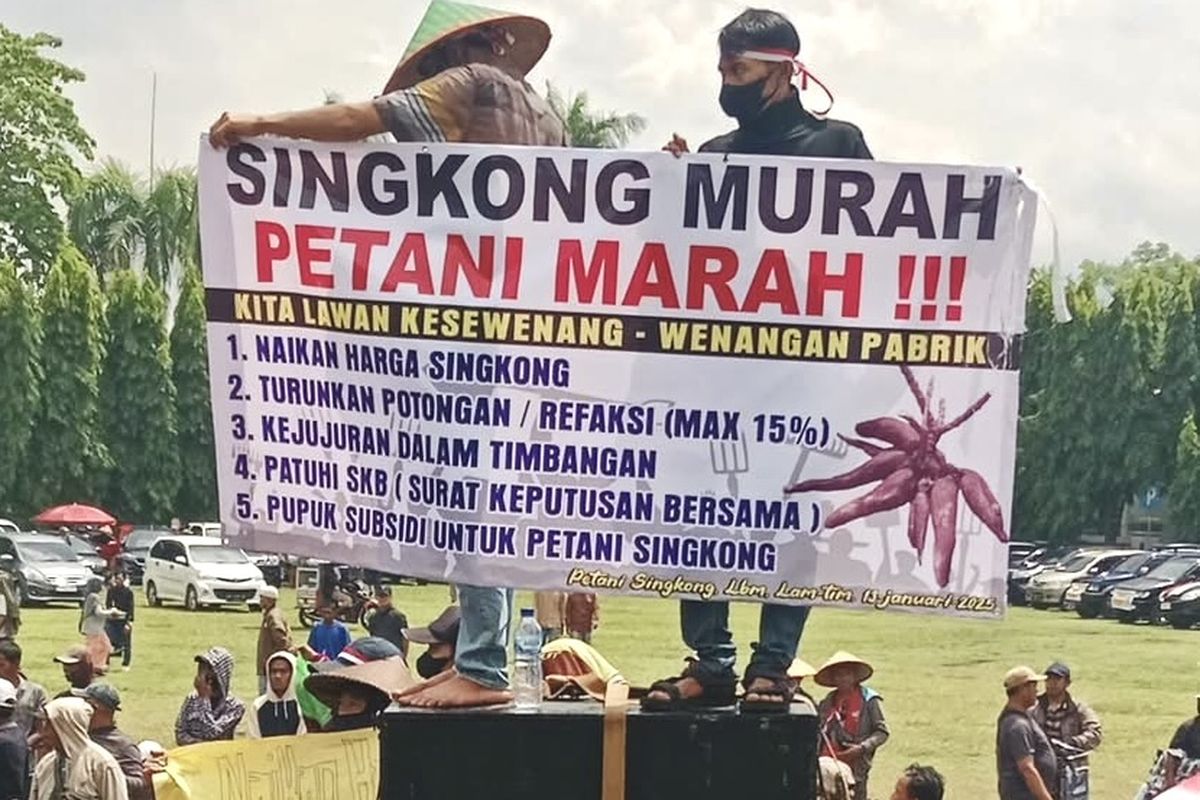 Harga Singkong Tak Kunjung Naik, Ribuan Petani Demonstrasi di Kantor Gubernur Lampung