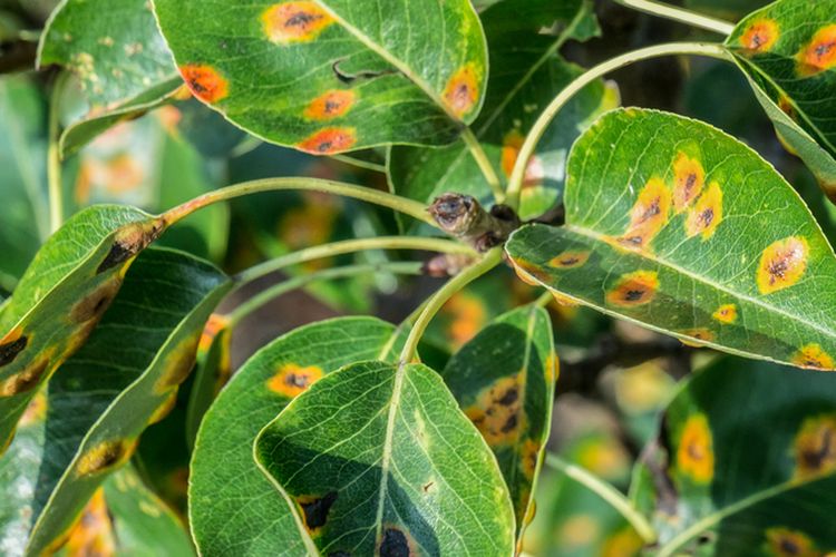 Ilustrasi tanaman yang terkena penyakit karat daun. 