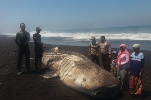 Hiu Paus 6 Meter Terdampar di Pantai, Sempat Bergerak Lalu Mati