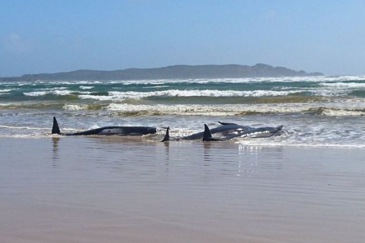 Foto tak bertanggal yang menunjukkan beberapa ekor paus pilot terdampar di pantai Pulau Tasmania, Australia.