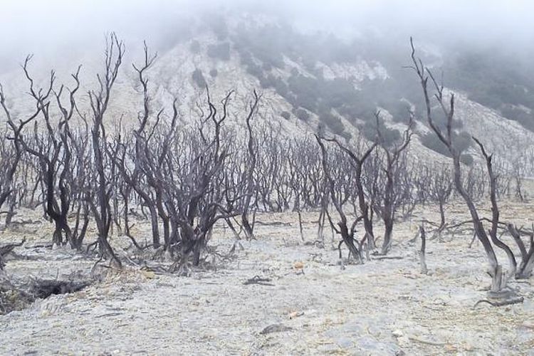 Hutan mati yang dipenuhi kabut, Gunung Papandayan, Jawa Barat