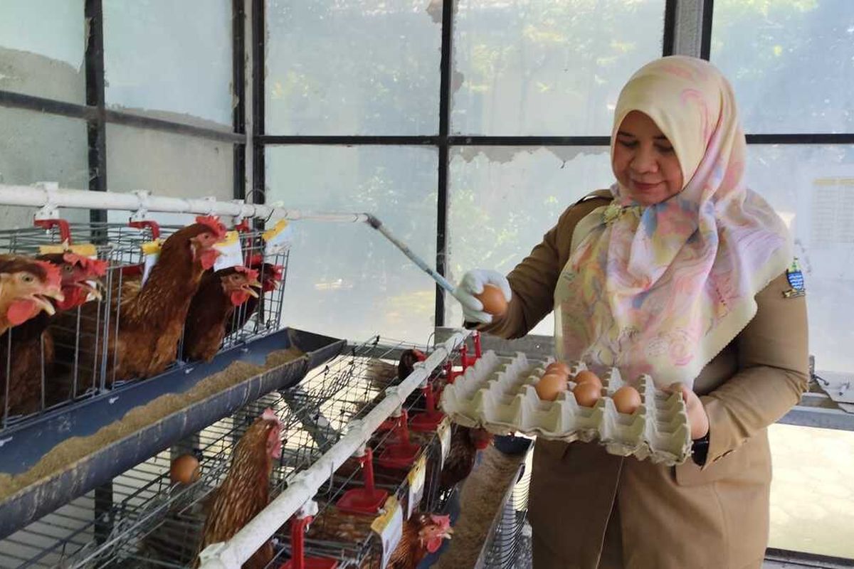 Produksi Telur Melimpah Bisa Bikin Harga Anjlok, Apa Jurus Kementan?