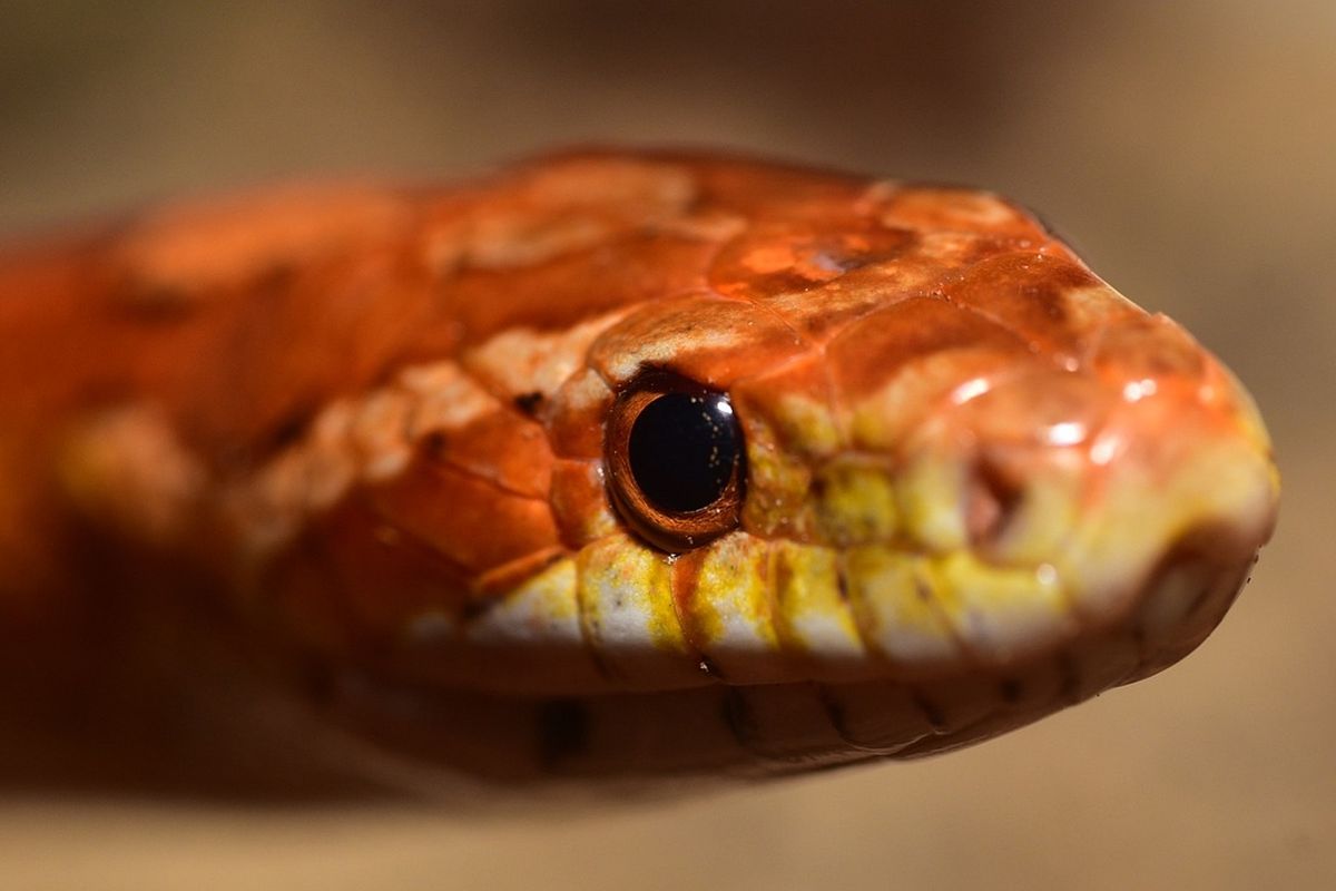 Ilustrasi ular jagung
