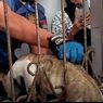 Petugas Damkar Kota Padang Berhasil Evakuasi Kucing Terjepit Jeruji Besi