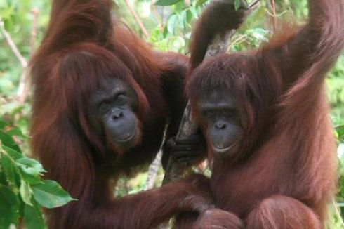 8 Orangutan Jadi Murid Pertama Sekolah Hutan, Belajar Apa?