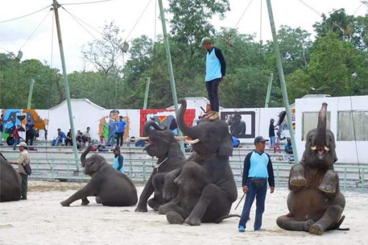 Unduh 6400 Gambar Gajah Naik Sepeda Keren 