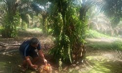 Mengenal Kemitraan Satu Atap Anak Usaha TAPG di Kalimantan Tengah, Apa Itu?