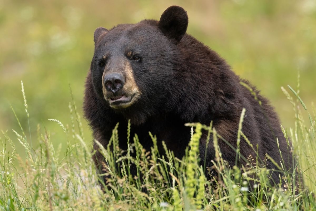 Beruang hitam, evolusi warna beruang hitam Amerika.