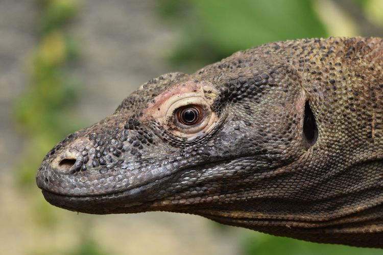 Populasi Komodo di Taman Nasional Komodo Turun, Ini Sebabnya