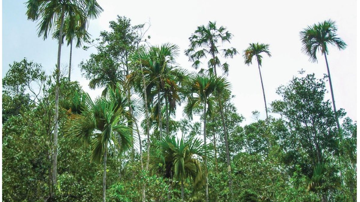 Pelam Raja Palem Raja Ampat Sudah Critically Endangered, Kini Tambang Datang ...