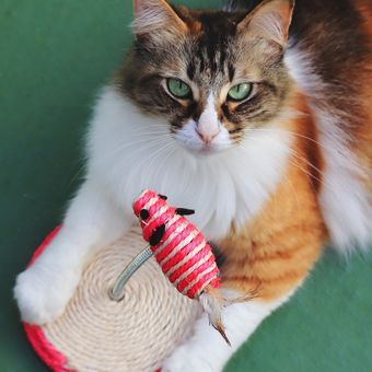 Ilustrasi mainan kucing. Sering luput dari perhatian, mainan hewan peliharaan juga harus dibersihkan secara rutin. 