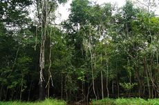 40 Persen Hutan Amazon yang Penting Masih Belum Terlindungi