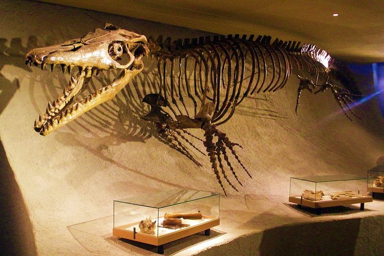 Rekonstruksi tengkorak Mosasaurus hoffmanni di Maastricht Natural History Museum
