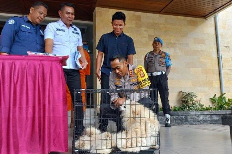 Jajaran kepolisian dari Pores Klungkung, Selasa (5/12/2023) menunjukan barang bukti beberapa ekor anjing, yang dibeli menggunakan uang hasil pencurian. 
