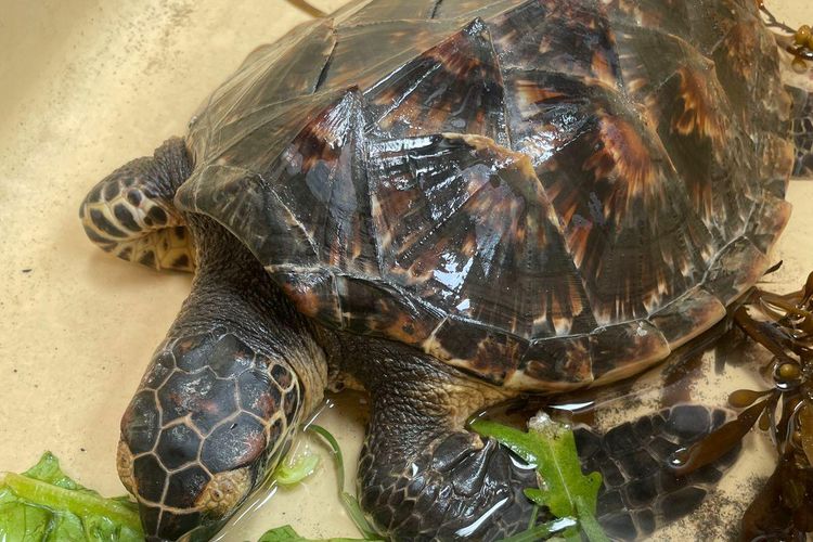Satu penyu dalam kondisi lemas dirawat di Turtle Conservation and Education Center (TCEC) Serangan, Denpasar. 