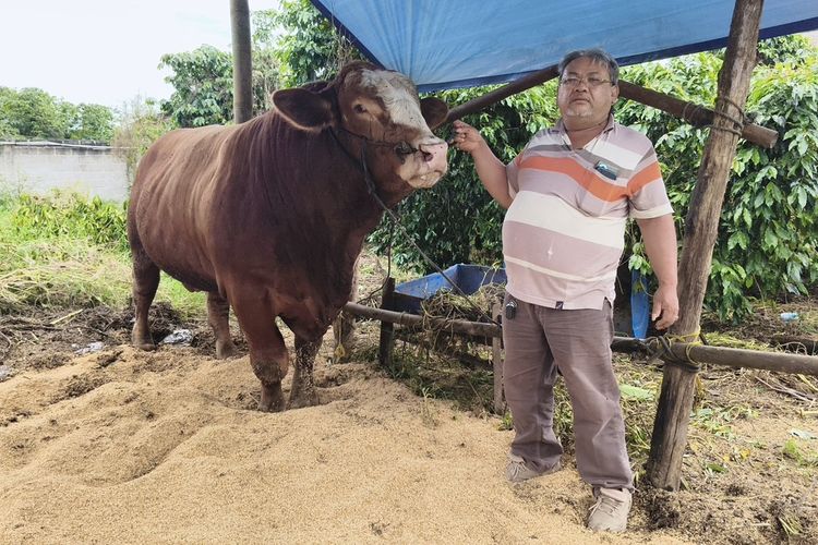 Sapi Limosin Seberat 900 Kg Asal Karo Terpilih Jadi Hewan Kurban Presiden Prabowo