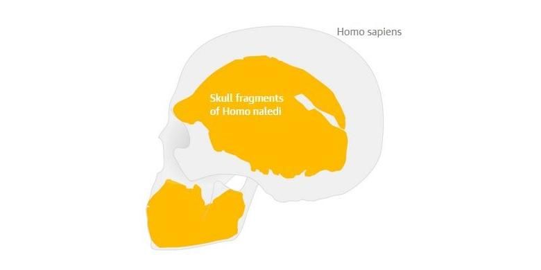 Perbandingan tengkorak Homo sapiens dan Homo naledi