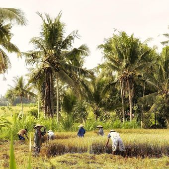 Ilustrasi petani padi. 